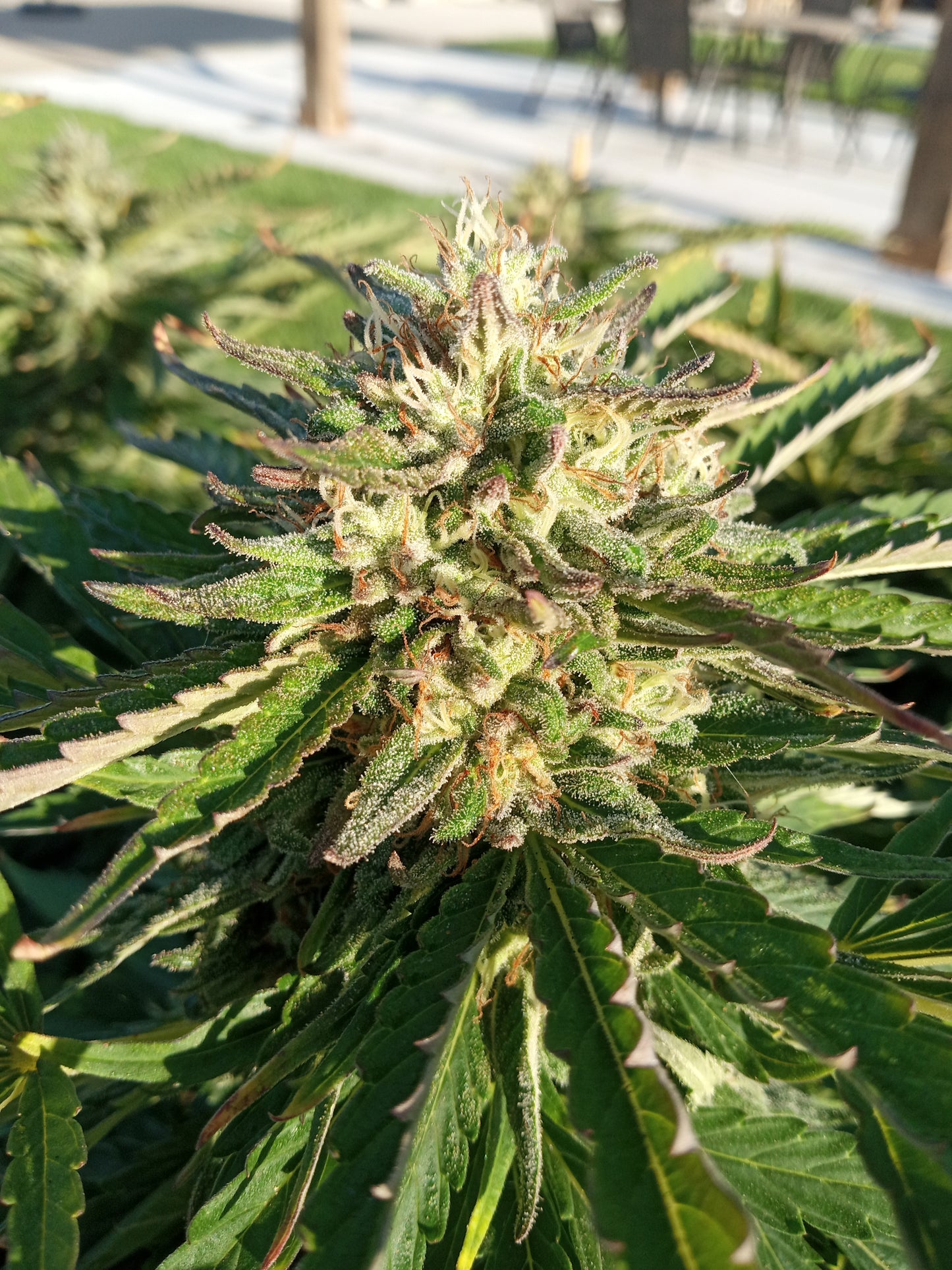 NUTSO F1 REG SEEDS