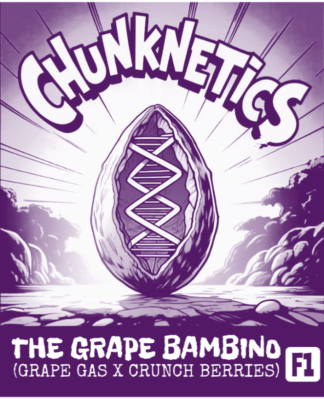 THE GRAPE BAMBINO F1 REG SEEDS
