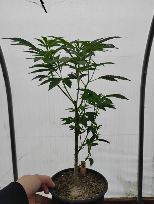 +TEENS+ Sherbanger #22, New Blue Cookies, Jammerz, Paradise Pine #2, Sunset Mac, Kashmier Brazier, Zoap, Cherry Nova, Bubble Gum, Grape Gas, Zkittles, GSC, Purps n Poison, JD 4 Way