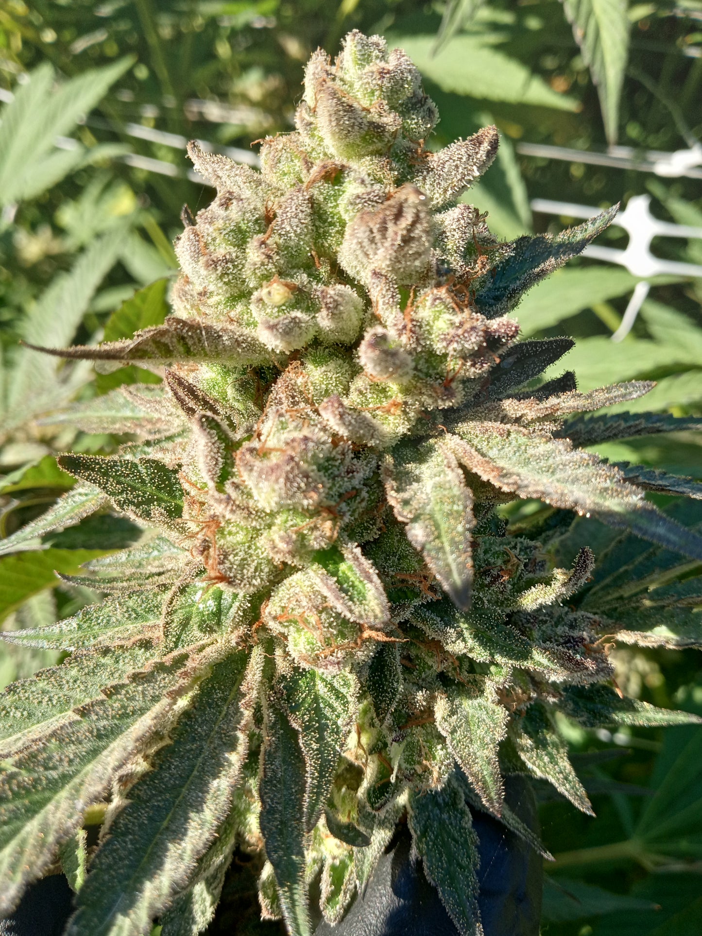 THE GRAPE BAMBINO F1 REG SEEDS