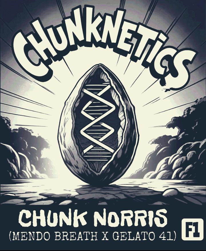 CHUNK NORRIS F1 REG SEEDS