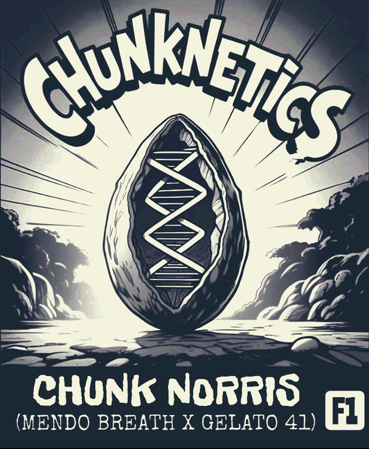 CHUNK NORRIS F1 REG SEEDS